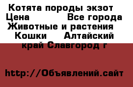 Котята породы экзот › Цена ­ 7 000 - Все города Животные и растения » Кошки   . Алтайский край,Славгород г.